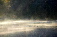 Mist