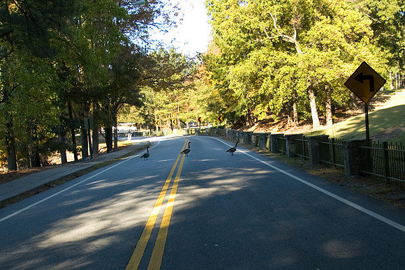 road crossing