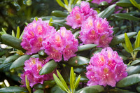 Rhododenron blooms