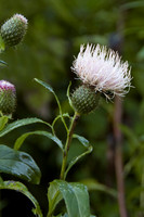 Thistle and buds