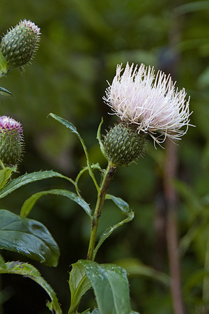 Thistle and buds