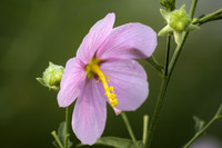 Seaside Mallow