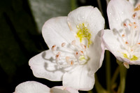 White Rhododendron